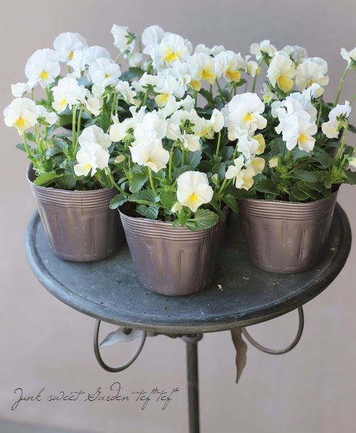 みもとコラボビオラ 『イ7』 | すべての商品 | | Junk sweet Garden