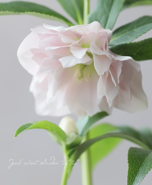 専用　ポット発送　1025 【❤️極上❤️チビチビ❤️蜃気楼】クリスマスローズ 000000014940_xKyJ24G.jpg