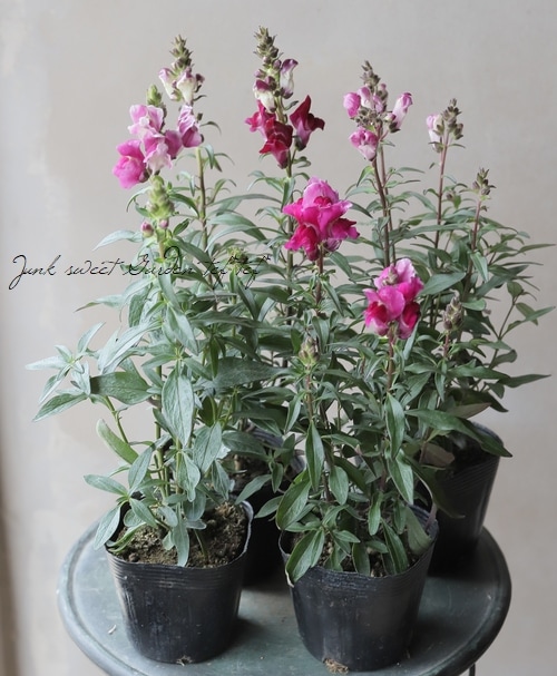 Ƽ�ե��󥮥祽�����إ֥�å��ץ�󥹡� �إ֥��󥺥�åɡ�