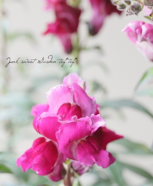 Ƽ�ե��󥮥祽�����إ֥�å��ץ�󥹡� �إ֥��󥺥�åɡ�