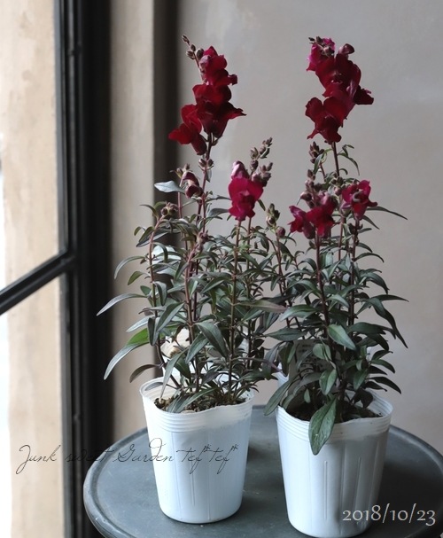 Ƽ�ե��󥮥祽�����إ֥�å��ץ�󥹡� �إ֥��󥺥�åɡ�