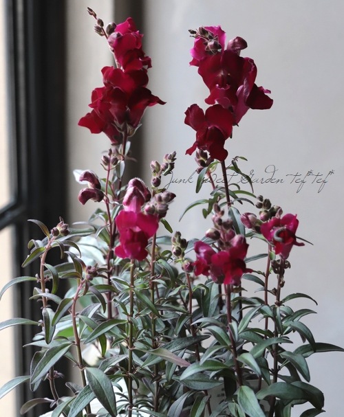 Ƽ�ե��󥮥祽�����إ֥�å��ץ�󥹡� �إ֥��󥺥�åɡ�