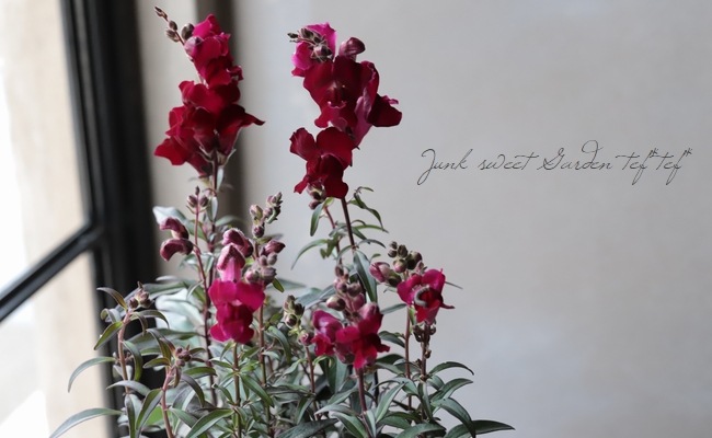 銅葉キンギョソウ ブロンズレッド ブラックプリンス すべての商品 Junk Sweet Garden Tef Tef