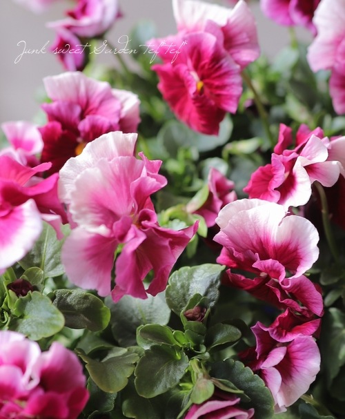 臘ꥸʥӥ顡إ쥤ܡPRB١ԥ󥯥ӡ