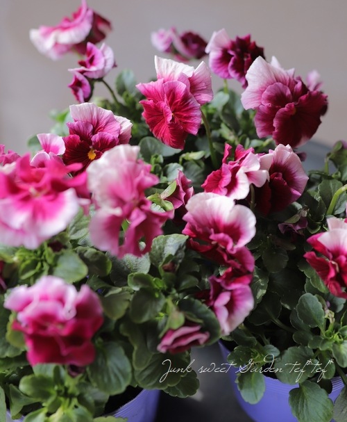 臘ꥸʥӥ顡إ쥤ܡPRB١ԥ󥯥ӡ