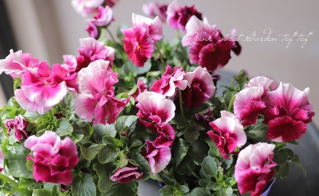 臘ꥸʥӥ顡إ쥤ܡPRB١ԥ󥯥ӡ