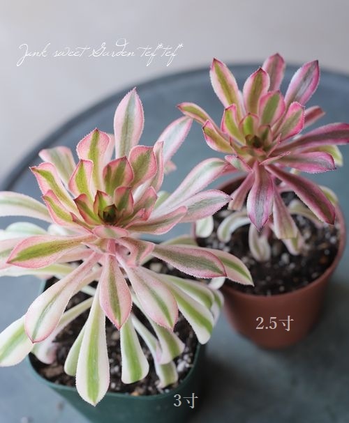 多肉植物】 サンシモンバイオレット 『特別変異種』 アエオニウム属