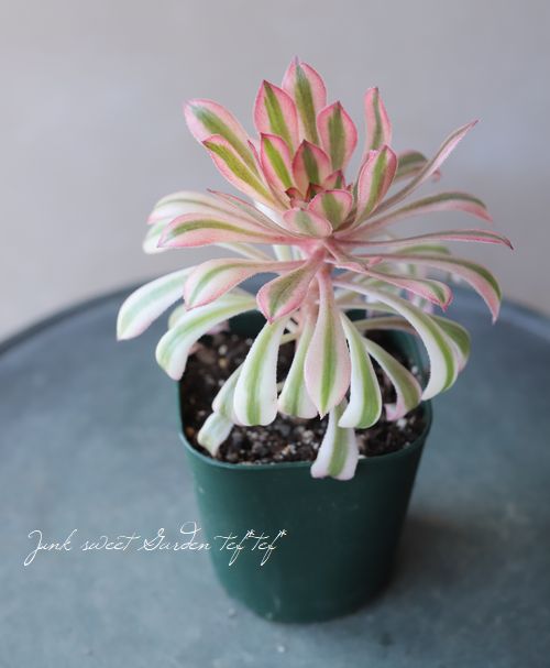 多肉植物】 サンシモンバイオレット 『特別変異種』 アエオニウム属