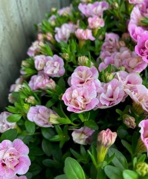 ���֥餵��Υ���֥饳�����إ������ߥ륯��