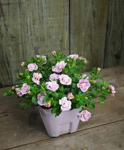 ���֥餵��Υ���֥饳�����إ������ߥ륯��