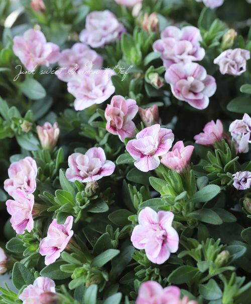 ���֥餵��Υ���֥饳�����إ������ߥ륯��