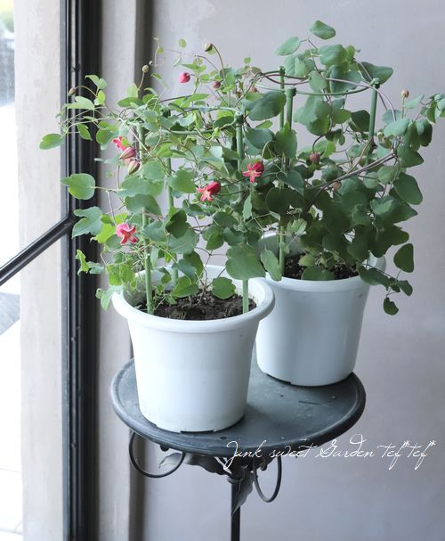 壺型クレマチス・テキセンシス系 『スカートレッド』 | すべての