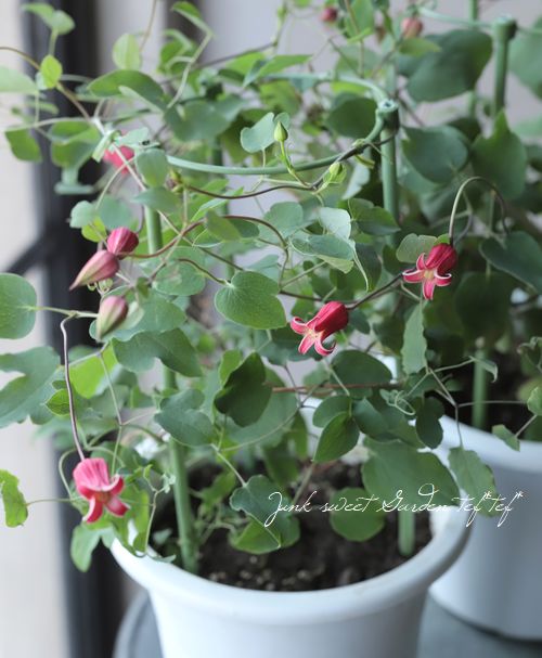 壺形クレマチス　テキセンスワイン❤️希少✨️　竹行灯仕立て　送料無料 壺形クレマチス テキセンスワイン❤️希少✨️ 竹行灯仕立て