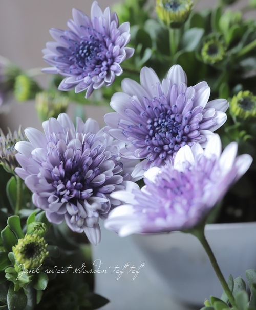 八重咲き！ダブルオステオスペルマム 『シルバー 』 ハルディン