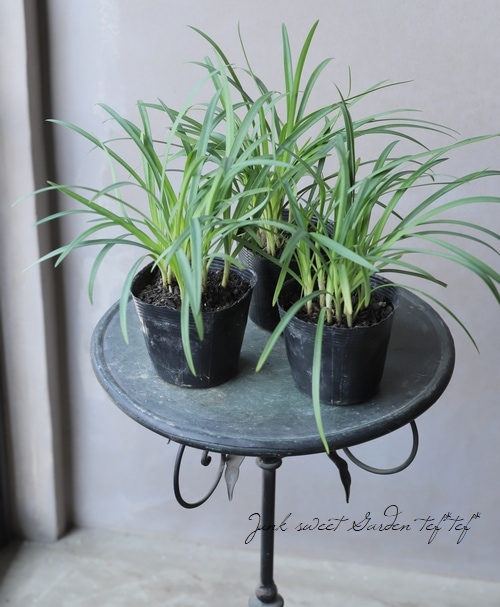 コンパクト品種 『矮性アガパンサス』 | すべての商品 | | Junk sweet