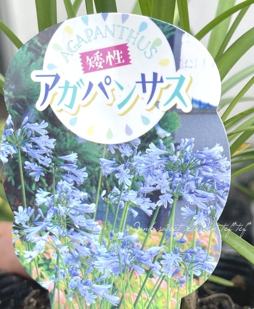 コンパクト品種 『矮性アガパンサス』 | すべての商品 | | Junk sweet