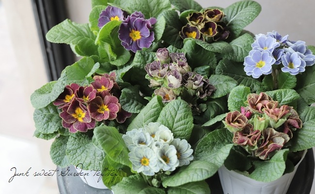 プリムラ ジュリアン モネ シックカラー Flower Species プリムラ Junk Sweet Garden Tef Tef