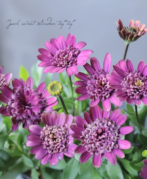 12_000000007140.jpg?1678209903