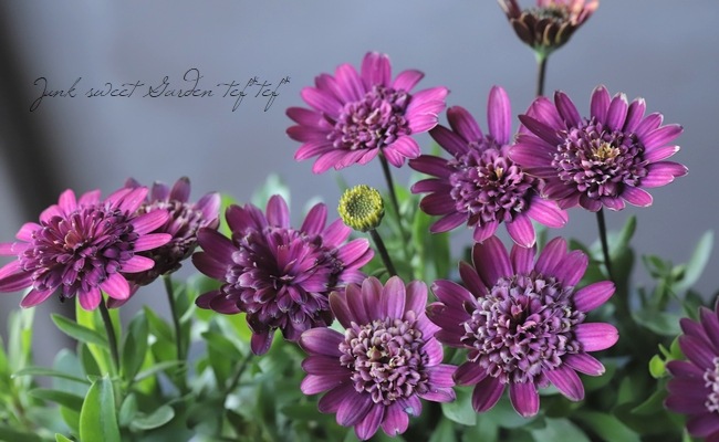 オステオトーム 八重咲きダブル・オステオスペルマム 3D 『シルバー』 | すべての商品