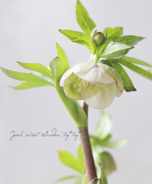 大和園】 クリスマスローズ 『カップ咲きシングルピコティ』 【No.10