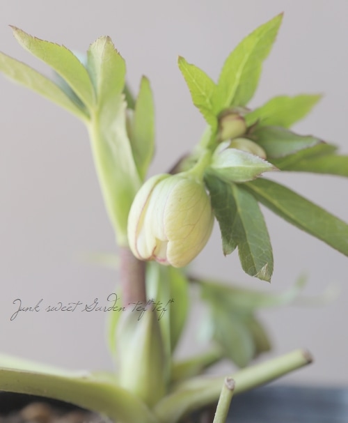 大和園】 クリスマスローズ 『カップ咲きシングルピコティ』 【No.10