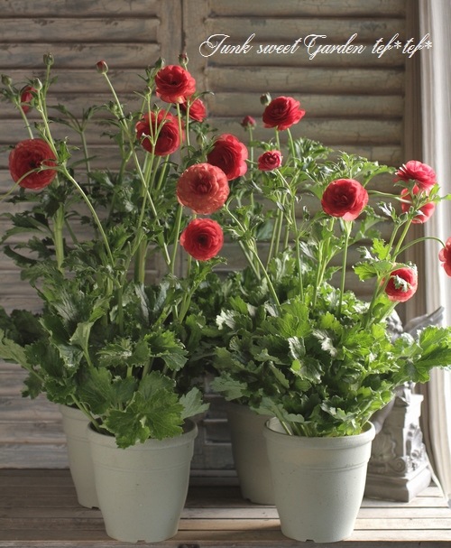 ラナンキュラス ラックスシリーズ 『ムーサ』 綾園芸さん育種！生産