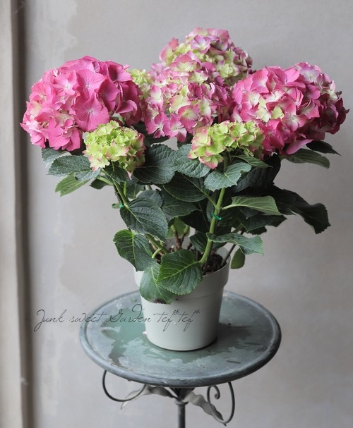 秋色紫陽花品種 『LKパープル』 ピンク強め | すべての商品 | | Junk