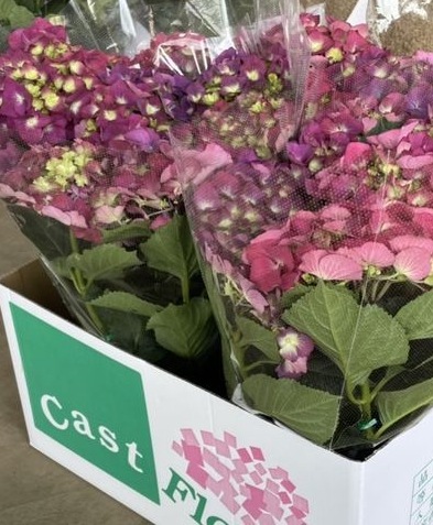 秋色紫陽花品種 『LKパープル』 ピンク強め | すべての商品 | | Junk