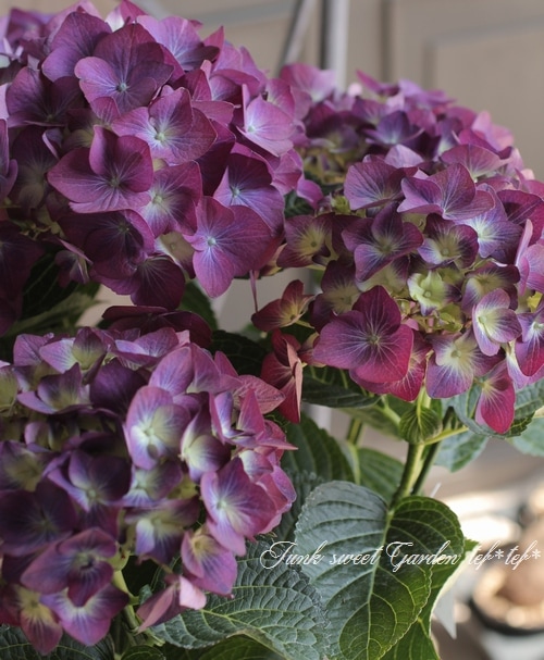 夏☀︎SALE！紫陽花とピンクのハーフリース　ルリタマアザミ 夏☀︎SALE！紫陽花とピンクのハーフリース ルリタマアザミ ブルニア