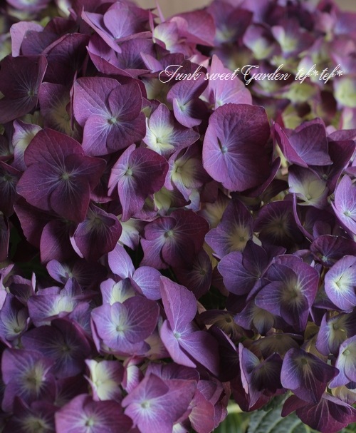 夏☀︎SALE！紫陽花とピンクのハーフリース　ルリタマアザミ 秋色紫陽花品種 『LKパープル』 ピンク強め | すべての商品 | | Junk