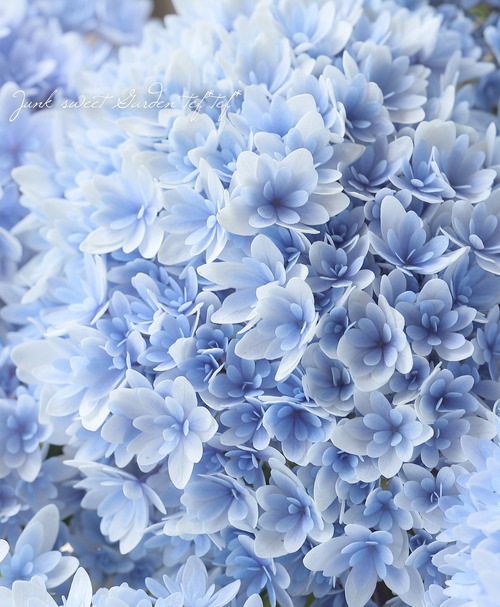 ハンドメイド　スリーピングベビー　紫陽花ブルー 八重咲き紫陽花 『響 -ひびき-』 ブルー【花後価格20％off】 | すべて