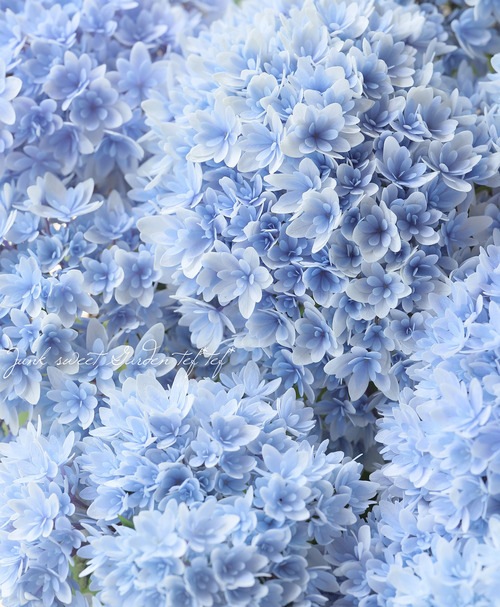八重咲き紫陽花 『響 -ひびき-』 ブルー | すべての商品 | | Junk