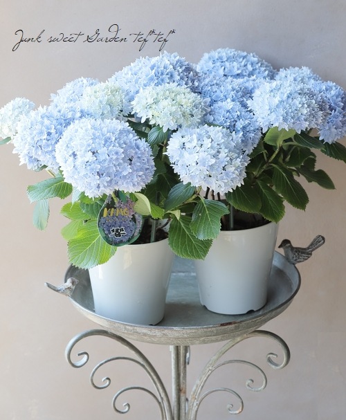 八重咲き紫陽花 『響 -ひびき-』 ブルー | すべての商品 | | Junk