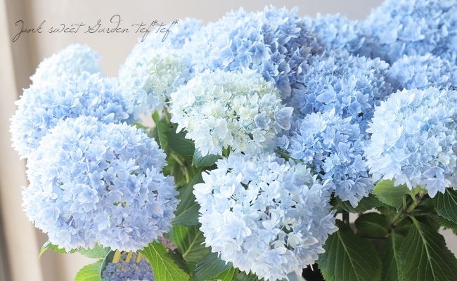 八重咲き紫陽花 『響 -ひびき-』 ブルー | すべての商品 | | Junk
