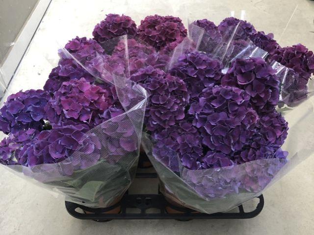 塩原花園☆ハイドランジア♡アジサイ☆バイオレット☆5号鉢☆希少☆新品種☆ 紫陽花 ハイドランジア レインボー 5号鉢 塩原花園 - メルカリ