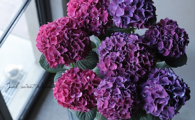 虹～紫陽花⭐ VRCワールド巡り 紫陽花岬 -CAPE HYDRANGEA-｜nikobeth