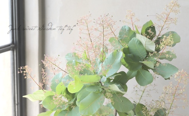 スモークツリー 『オールドファッション』 【16】2022 | すべての商品