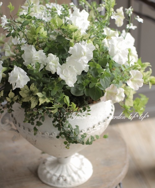 tef*tef*�󤻿��� 2017 * no.25 *���ۥ磻�ȥ֥ꥭ