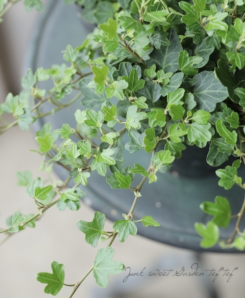 �إǥ顡�إ��å��եåȡ١����Ҥ��­�η�