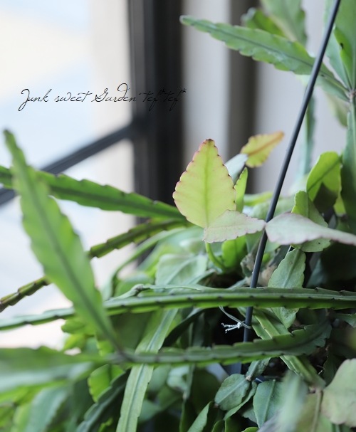 �ڴ��տ�ʪ�ۥ�ץ��ꥹ �إ���ץƥ����١�
