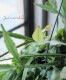 �ڴ��տ�ʪ�ۥ�ץ��ꥹ �إ���ץƥ����١�
