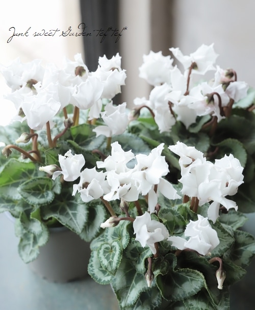 軽井沢たけいち農園】 ガーデンミニシクラメン 『ブランシュネージュ