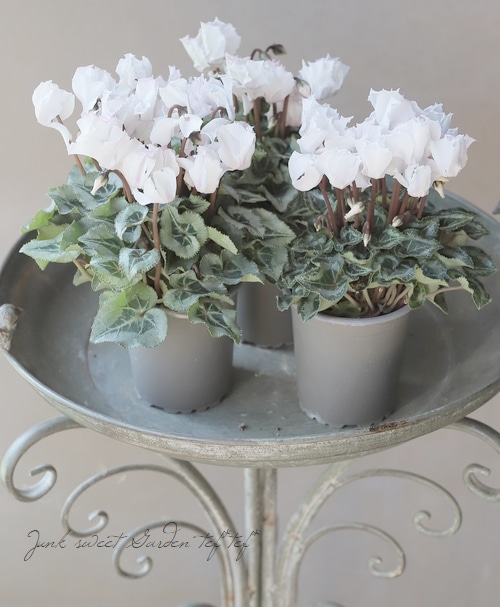 軽井沢たけいち農園】 ガーデンミニシクラメン 『ブランシュネージュ