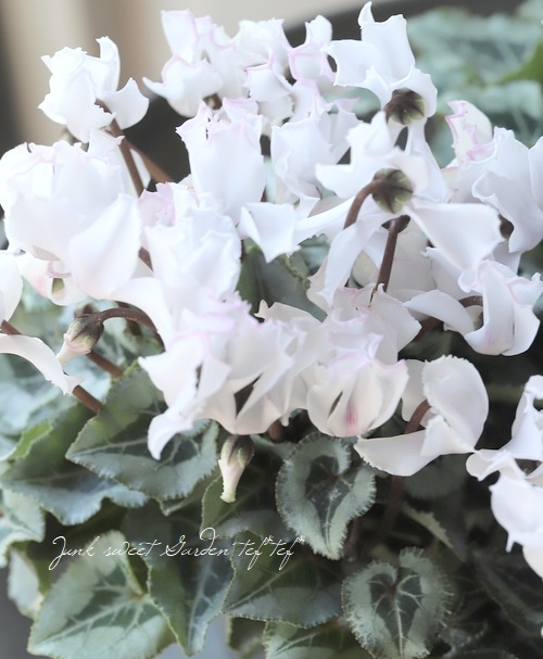 軽井沢たけいち農園】 ガーデンミニシクラメン 『ブランシュネージュ