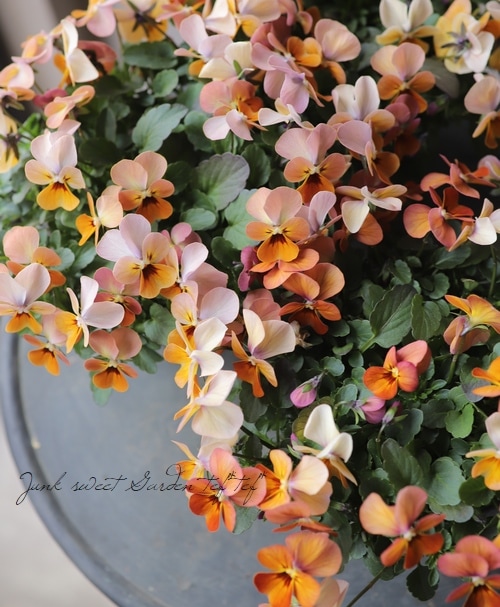 ビオラ コリーナ テラコッタ 高澤さん すべての商品 Junk Sweet Garden Tef Tef