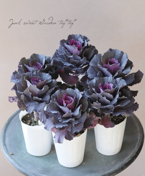 □ゲブラさんオリジナル葉牡丹 『ドルチェパープル』 | すべての商品