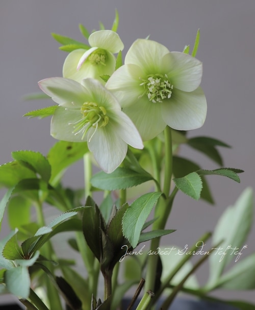 クリスマスローズ 『プチドール』 No.1 【横山園芸】 | すべての商品