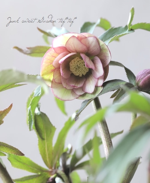 5_000000019140.jpg?1676264428