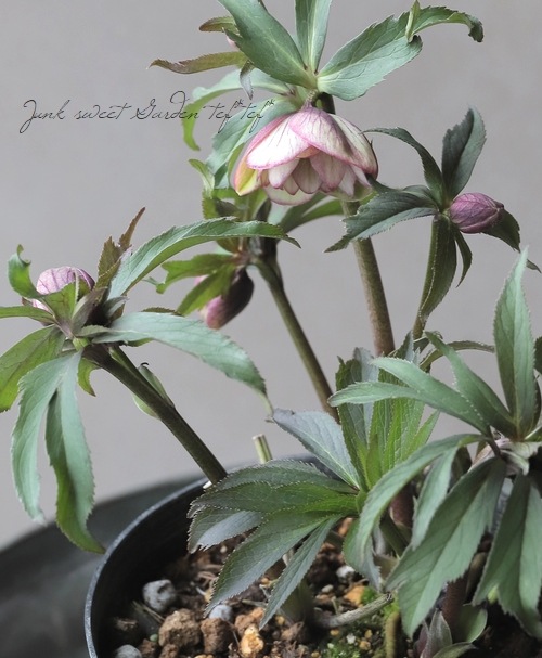 大和園】 クリスマスローズ 『ダブルアンティークピンク』 【No.11