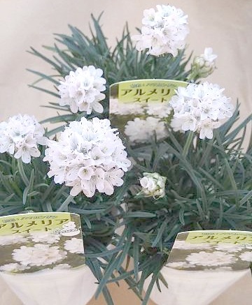 アルメリア 『スイートスノー』 コンパクト品種！ | すべての商品